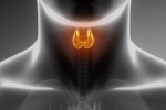 Male thyroid anatomy