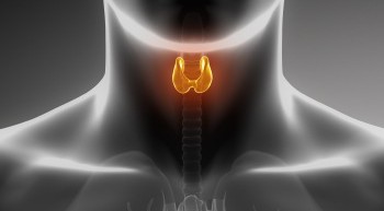 Male thyroid anatomy